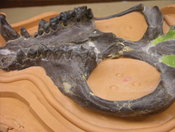 PaleoPortal Fossil Preparation